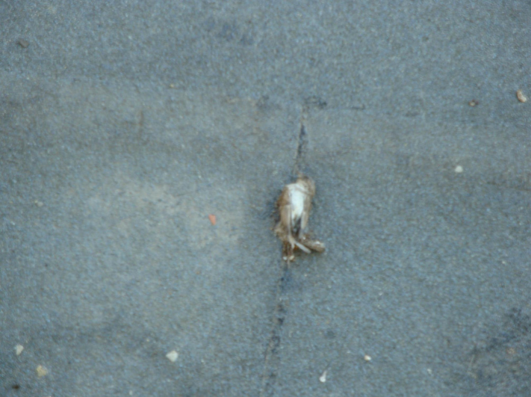 Solar Dos Canavarros主图