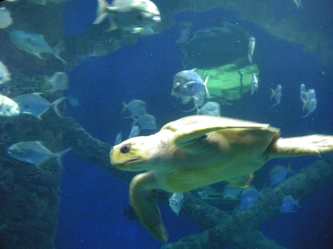 Virginia Aquarium & Marine Science Center-弗吉尼亚海滩必去景点