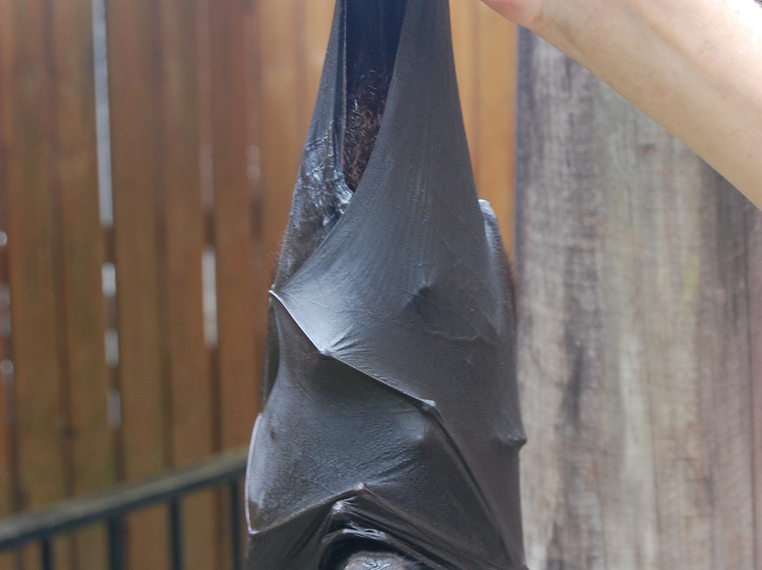 BatReach-库兰达必去景点