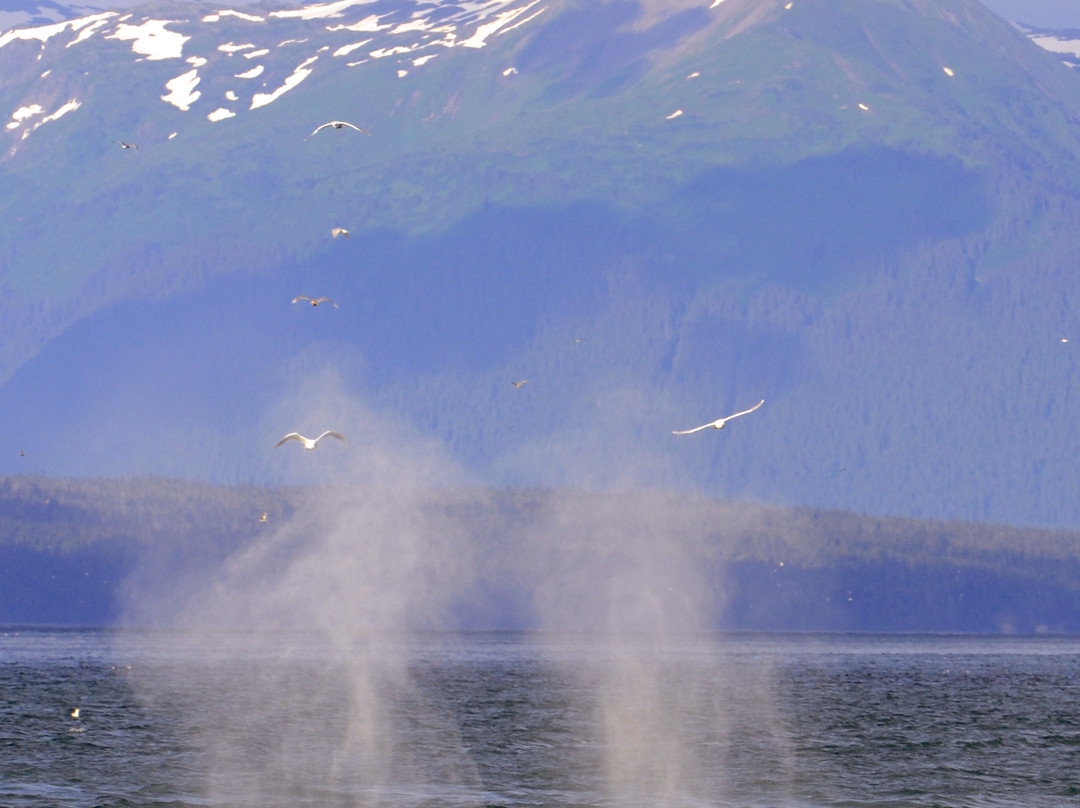 Cross Sound Express Whale Watching-古斯塔夫斯必去景点