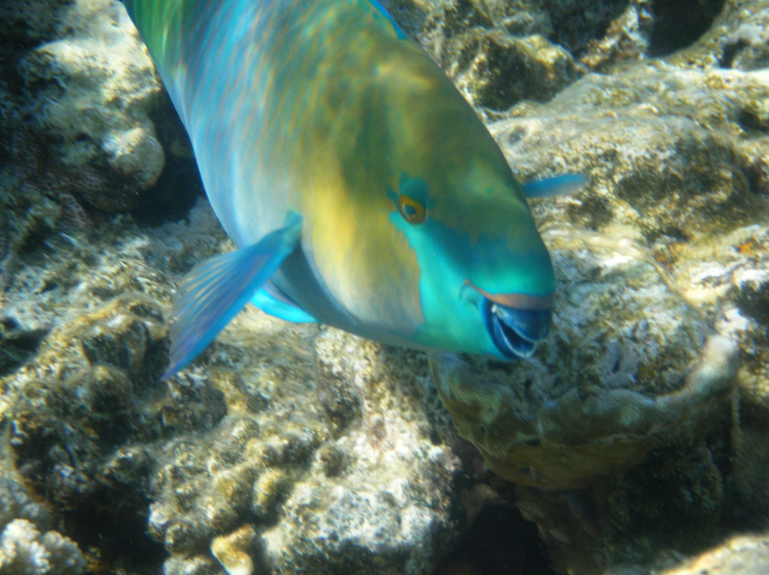 Sinai Dive Club-沙姆沙伊赫必去景点