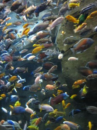 乔治亚水族馆-亚特兰大必去景点