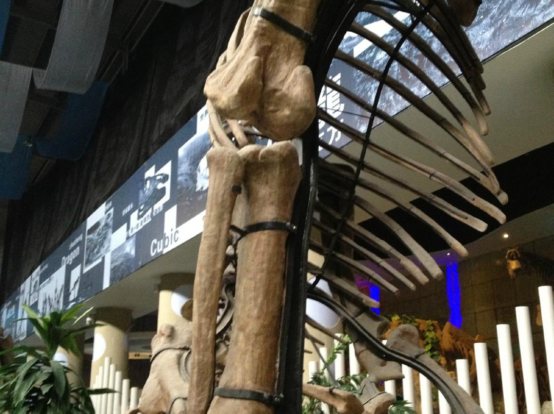 恐龙博物馆-诸城市必去景点