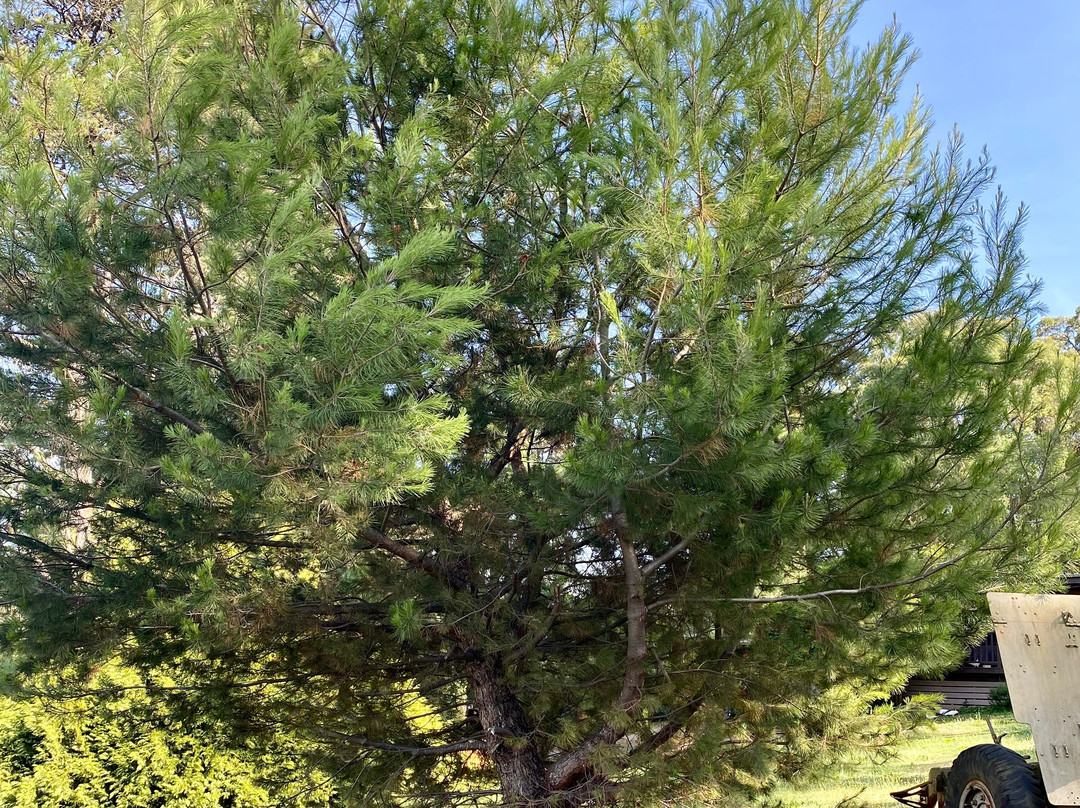 Cockatoo War Memorial