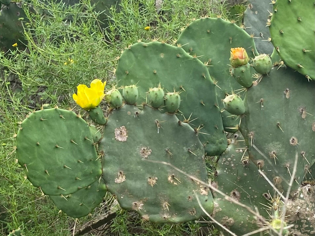 Hugh Ramsey Nature Park-Harlingen必去景点