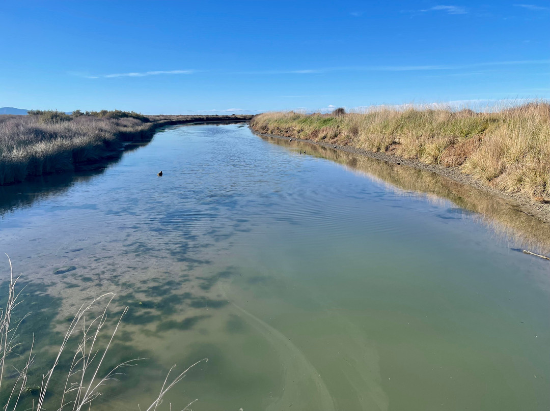 Wairau Lagoons Walkway景点图片