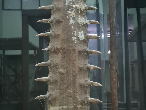 Museum Loka Budaya-查亚普拉必去景点