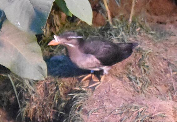 Akaiwa Observatory-羽幌町必去景点