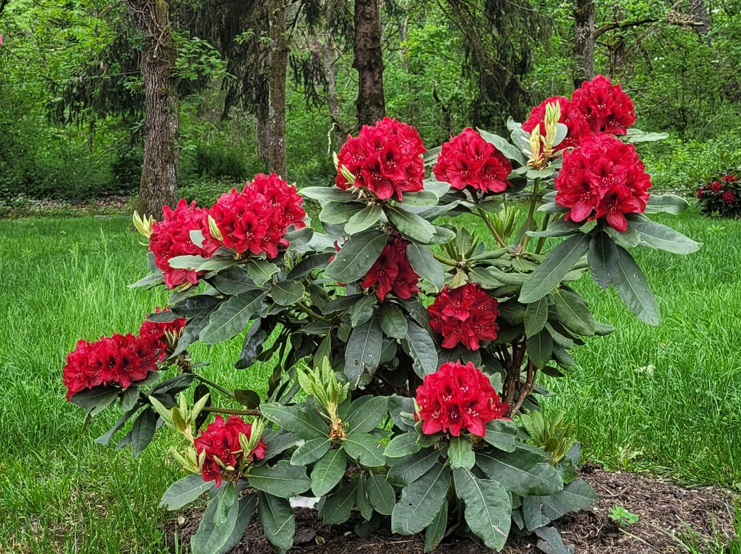 La Bromontoise主图