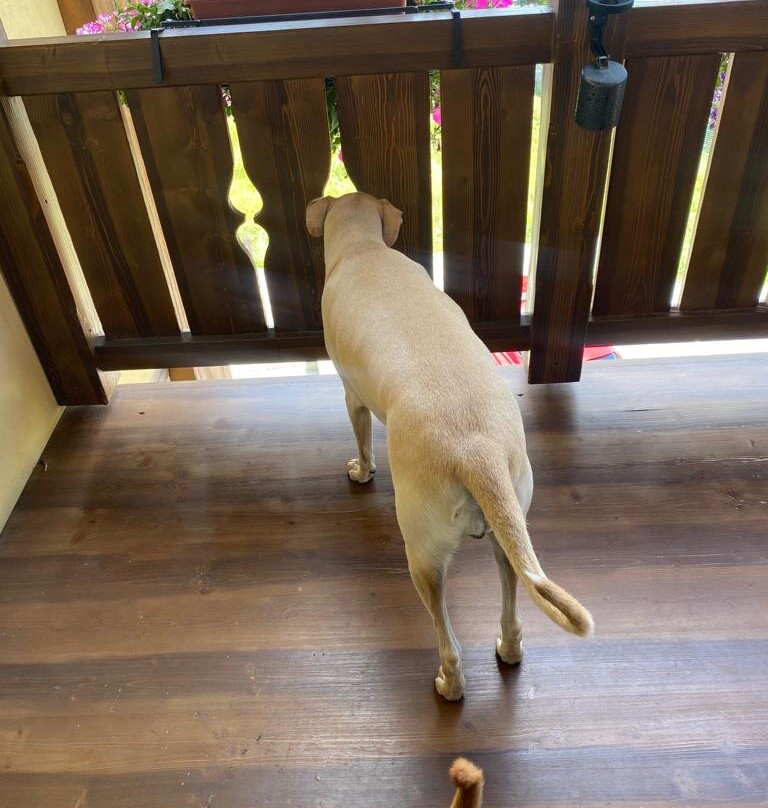 Hotel Amerikan主图