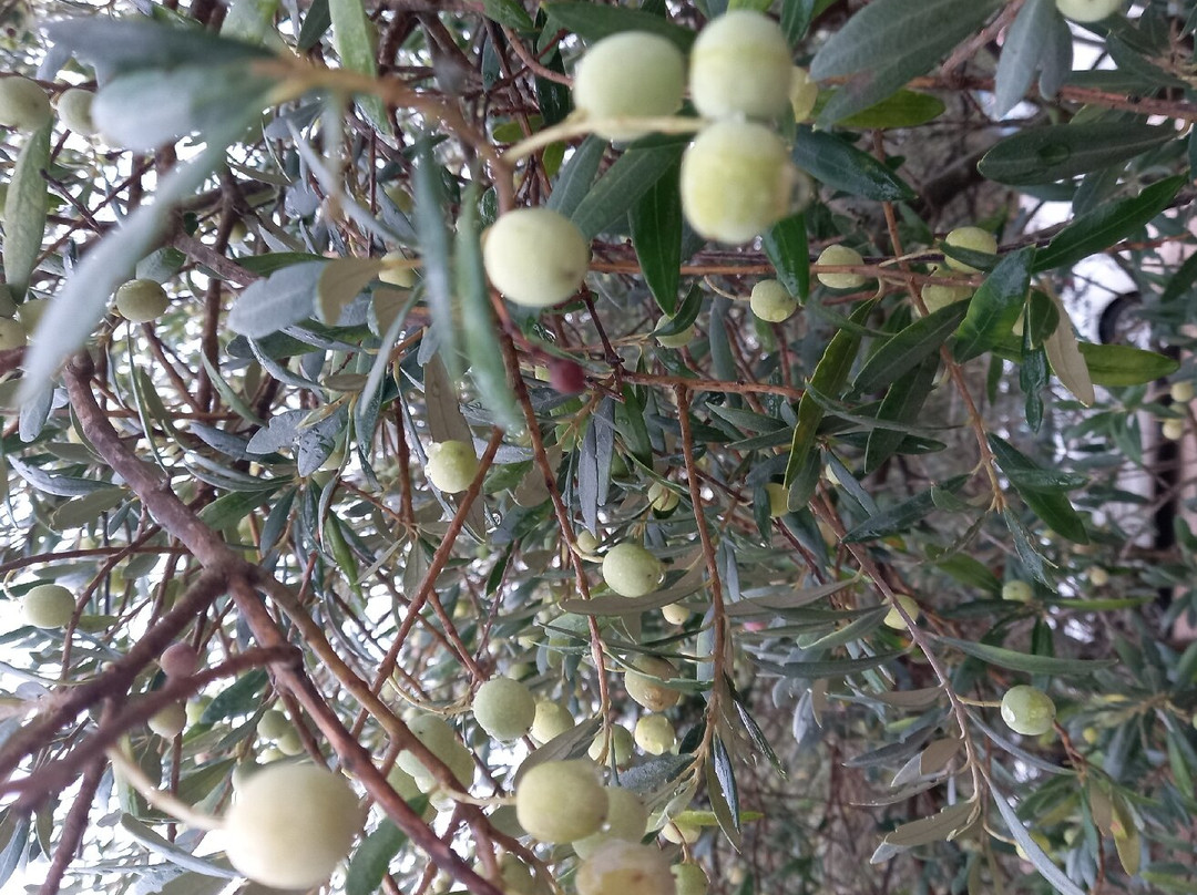 L'Oulibo-Bize-Minervois必去景点