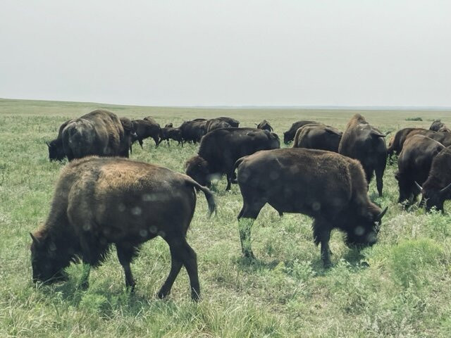 Tallgrass Prairie National Preserve景点图片