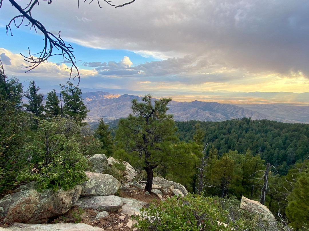 Mount Safford Ladybug Peak Trail-Safford必去景点