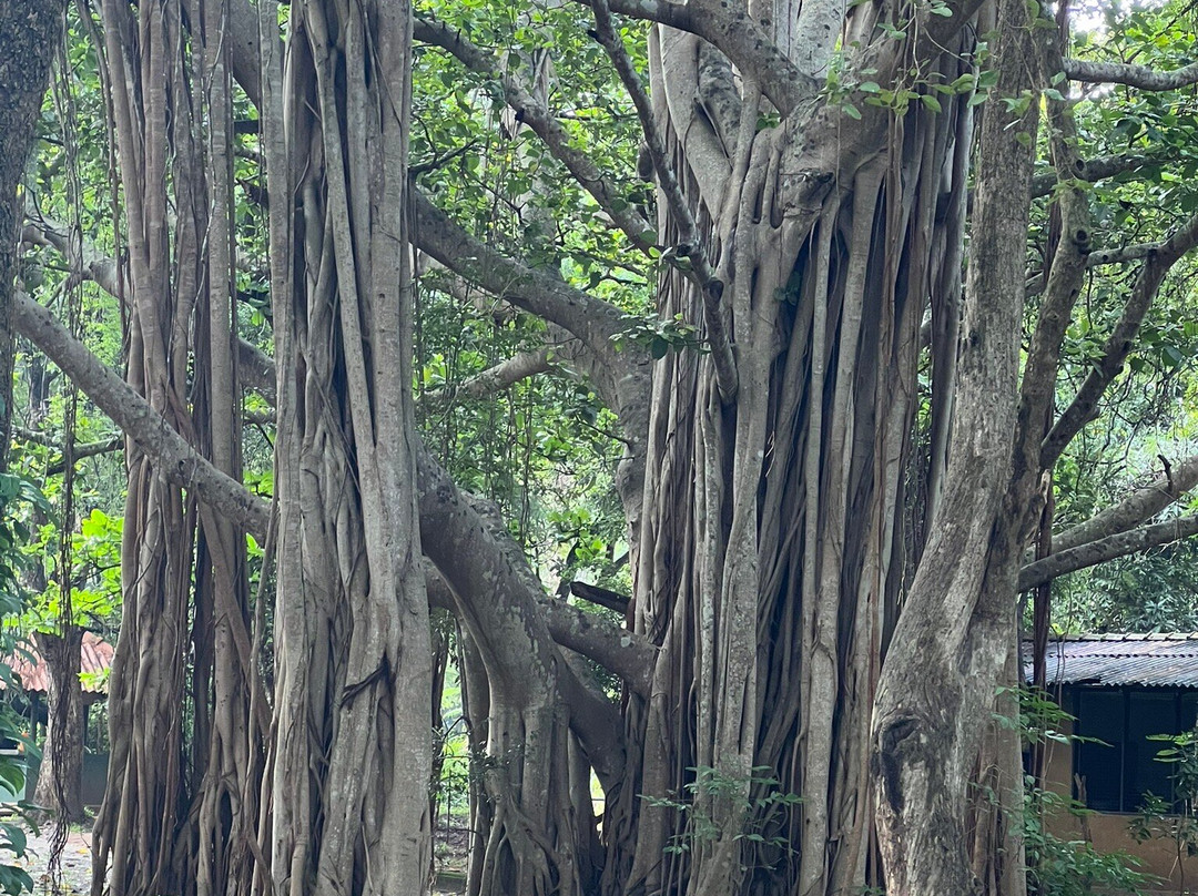 Prebu Lanka Tours-科伦坡必去景点