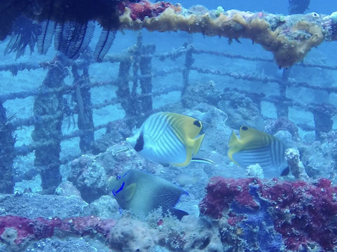 Bali Bubbles Dive Center-甘地达萨必去景点
