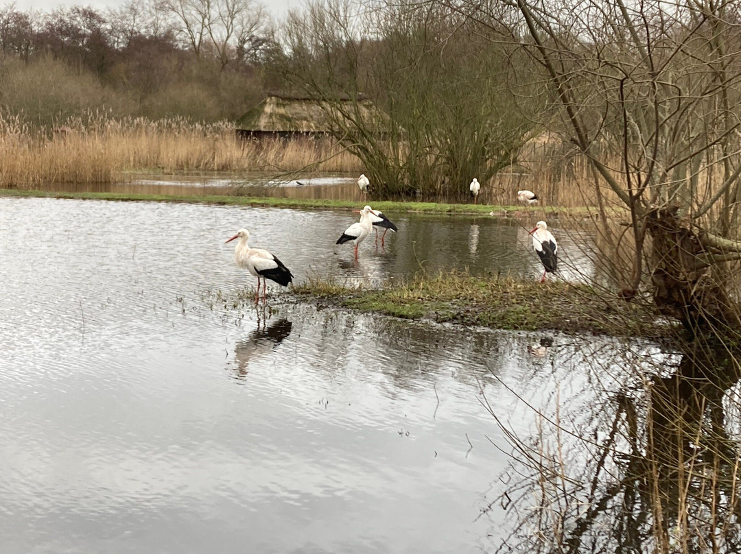 Vogelpark Niendorf景点图片