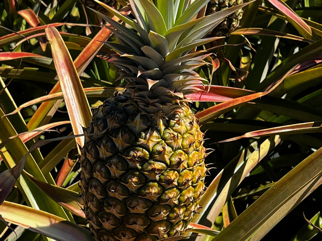 Maui Pineapple Tour-马卡瓦必去景点