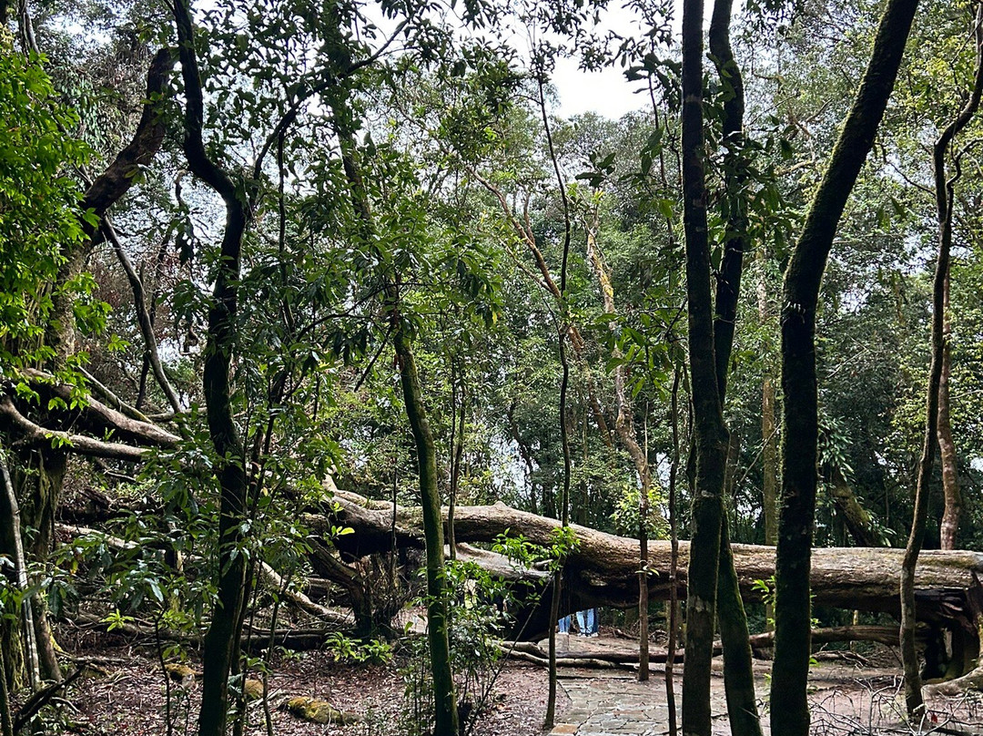 Mawphlang Sacred Forest景点图片