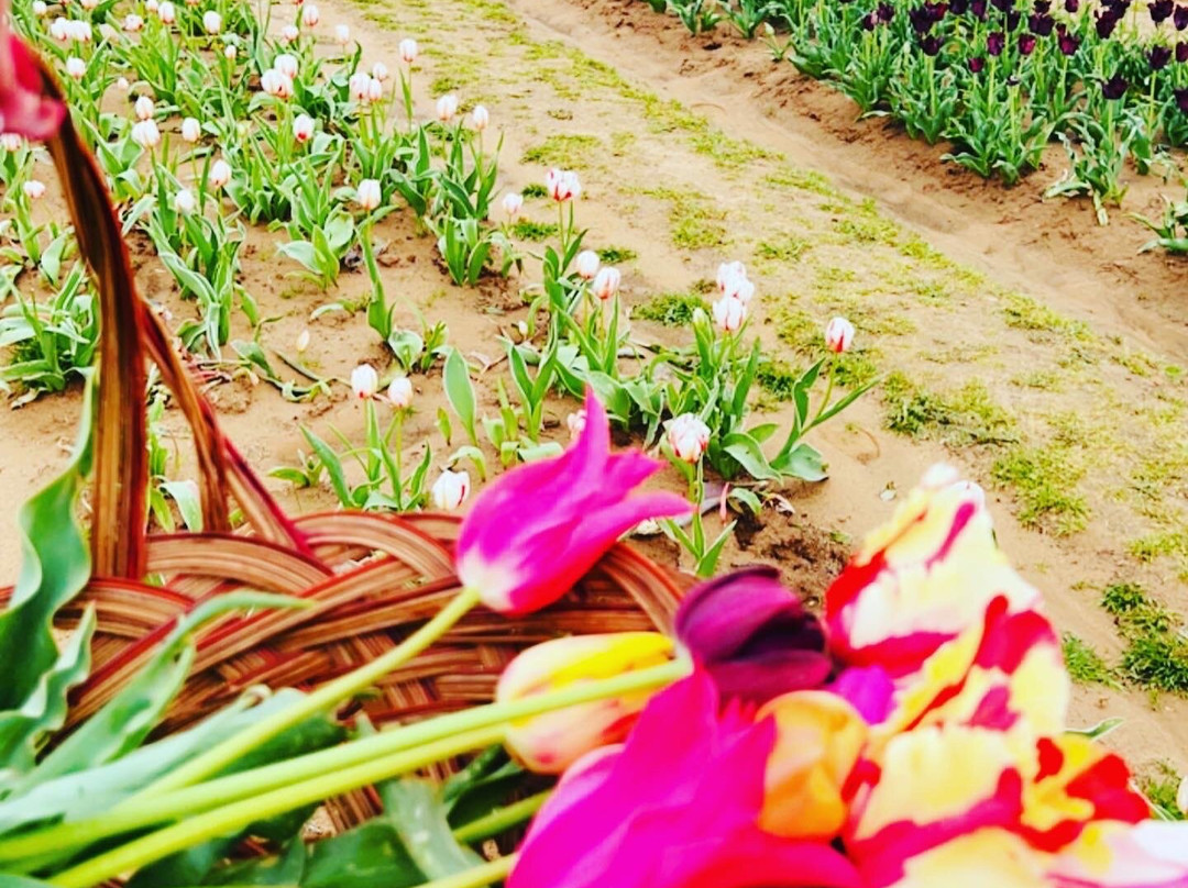 Texas Tulips-Pilot Point必去景点