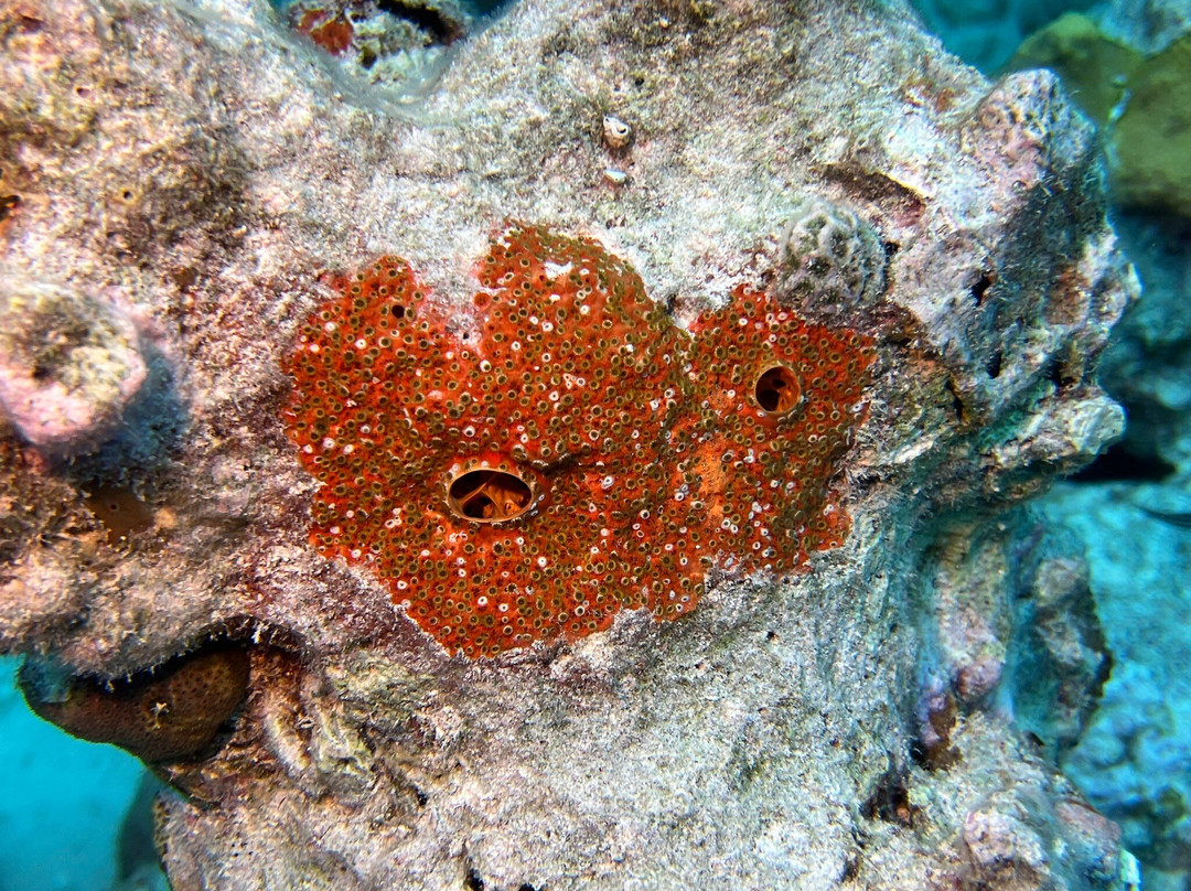 Library Reef-Grand Turk必去景点