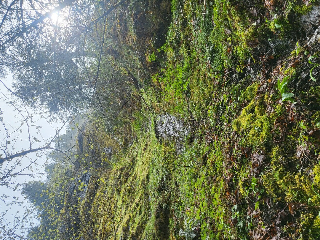 Salmon River Trail-Welches必去景点