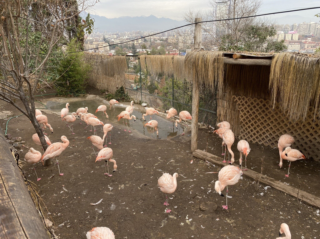 Zoológico Nacional de Chile景点图片
