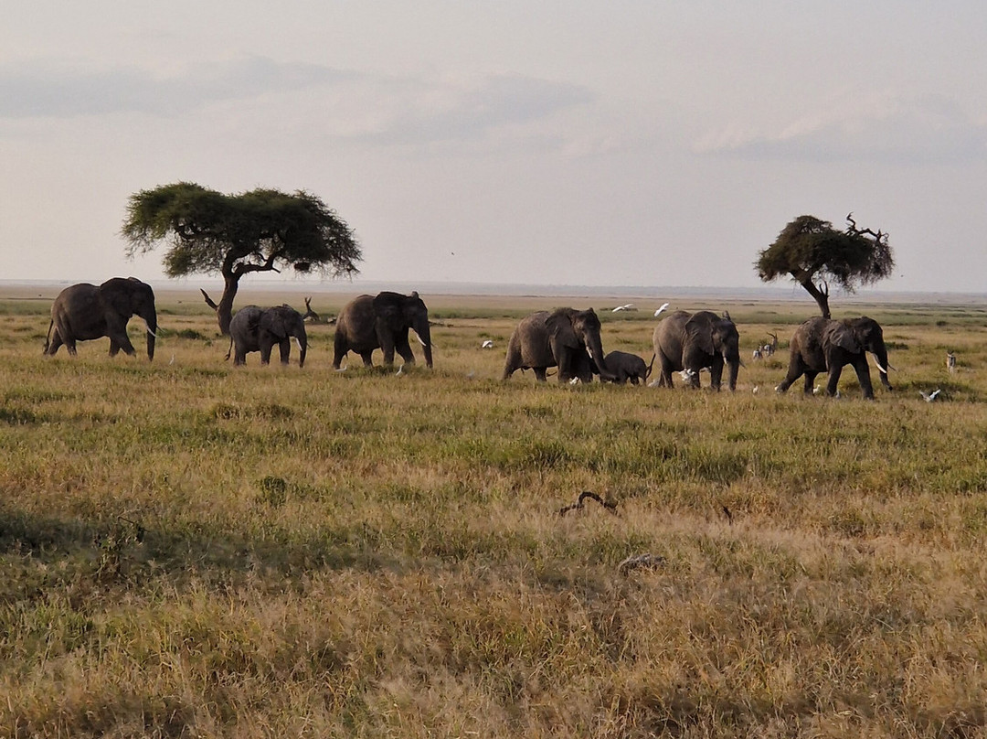 First African Dream Tours & Safaris-蒙巴萨必去景点