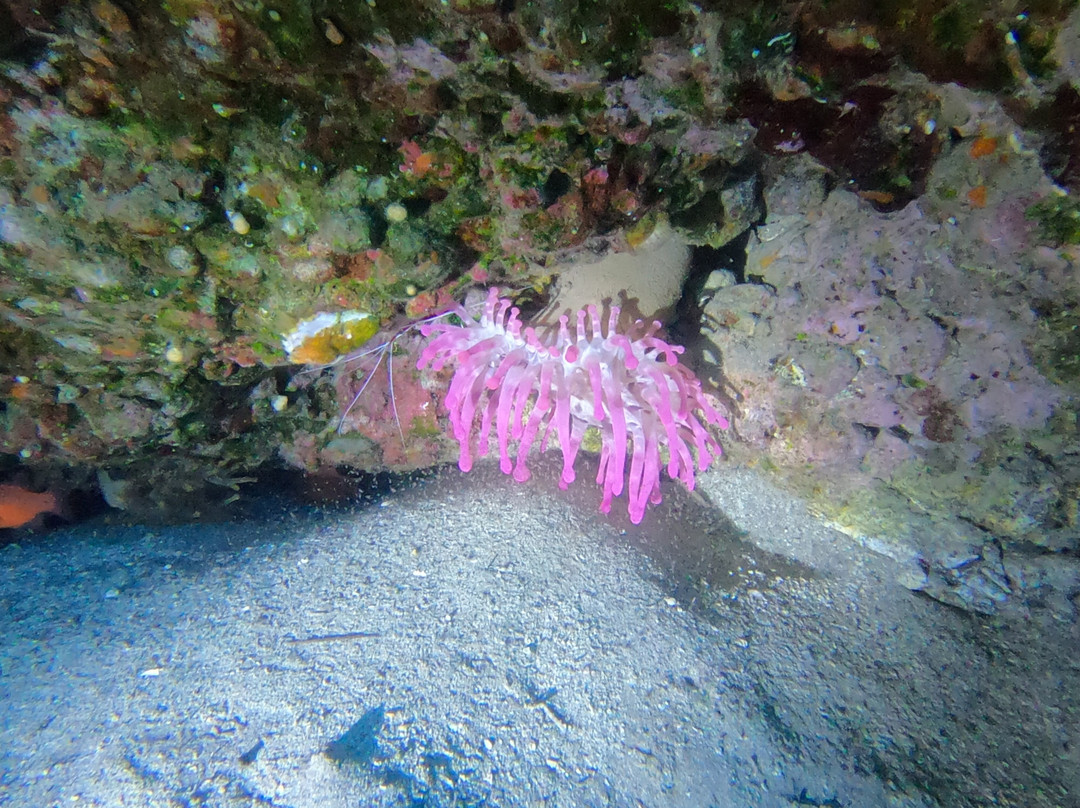 Atlantic Divers-阿罗纳必去景点