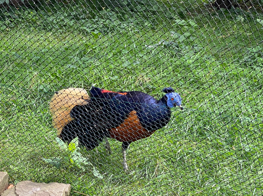 Dierenpark Taman Indonesia-Kallenkote必去景点