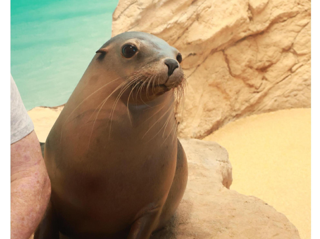 SEA LIFE Sunshine Coast景点图片