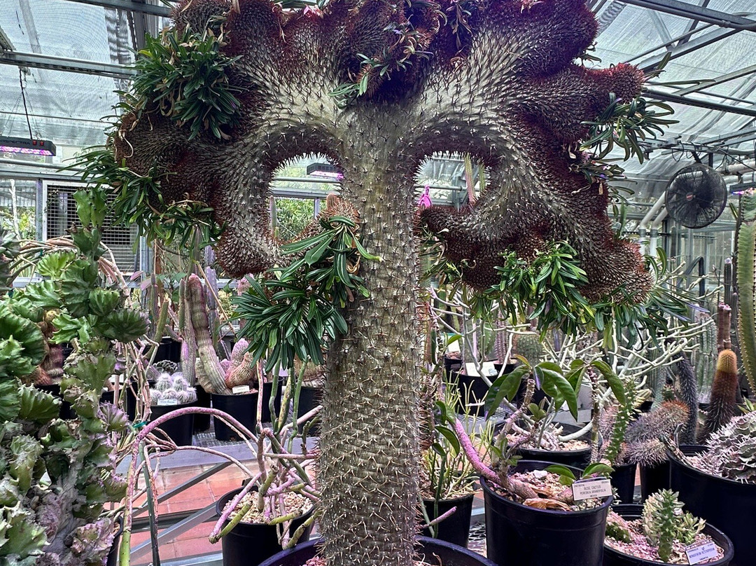 加州大学伯克利分校植物园-伯克利必去景点