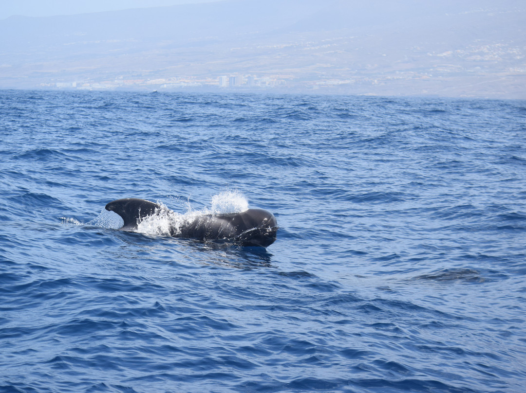 Whale Watch Tenerife-奥德杰海岸必去景点