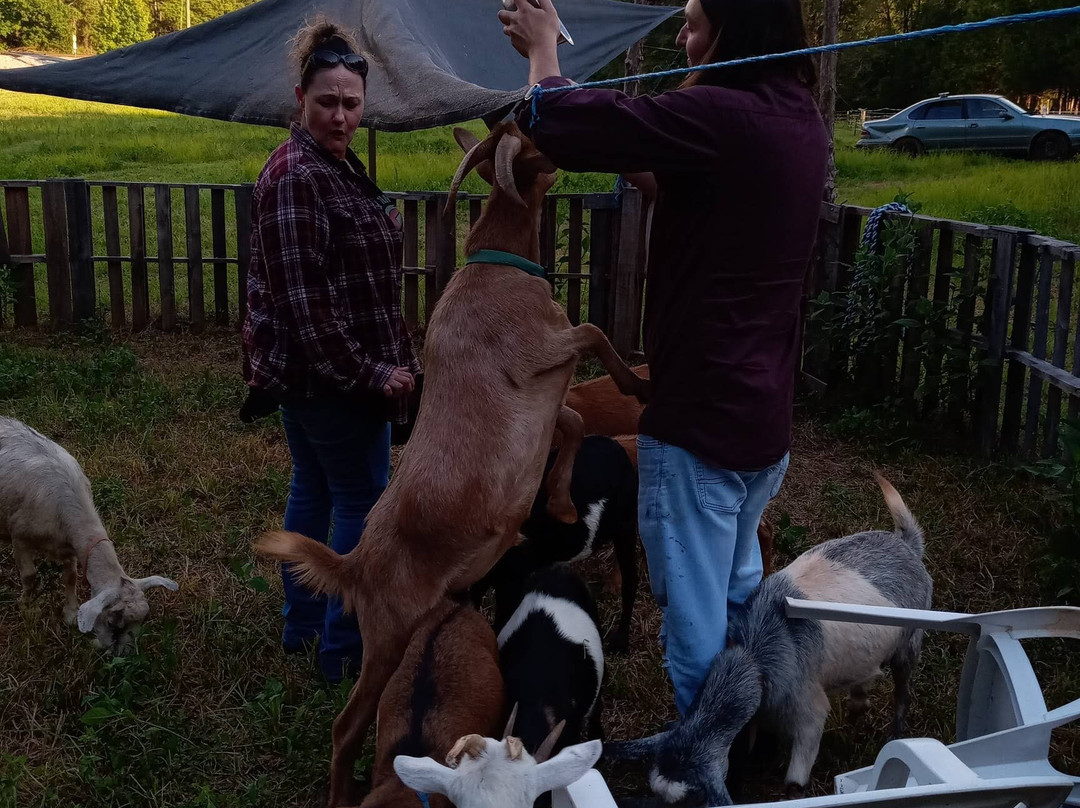 Barakah Heritage Farm-Winnsboro必去景点