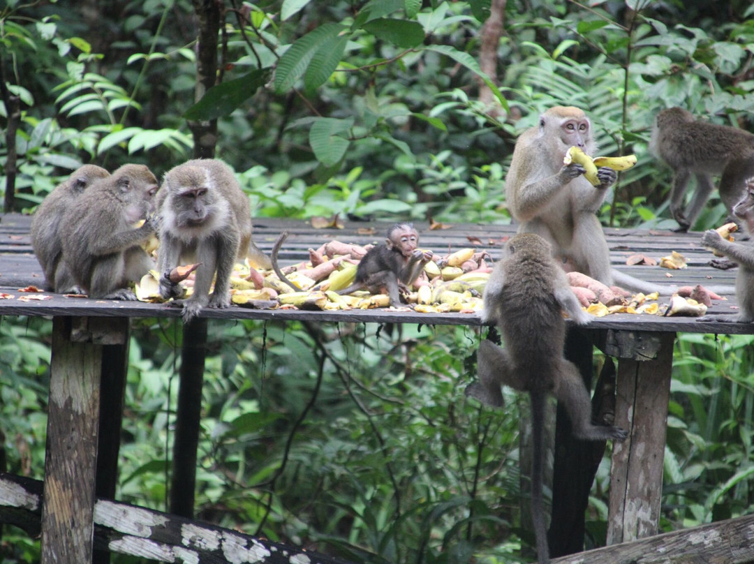 Wahyu Tanjung Puting Tour and Trip-Pangkalan Bun必去景点