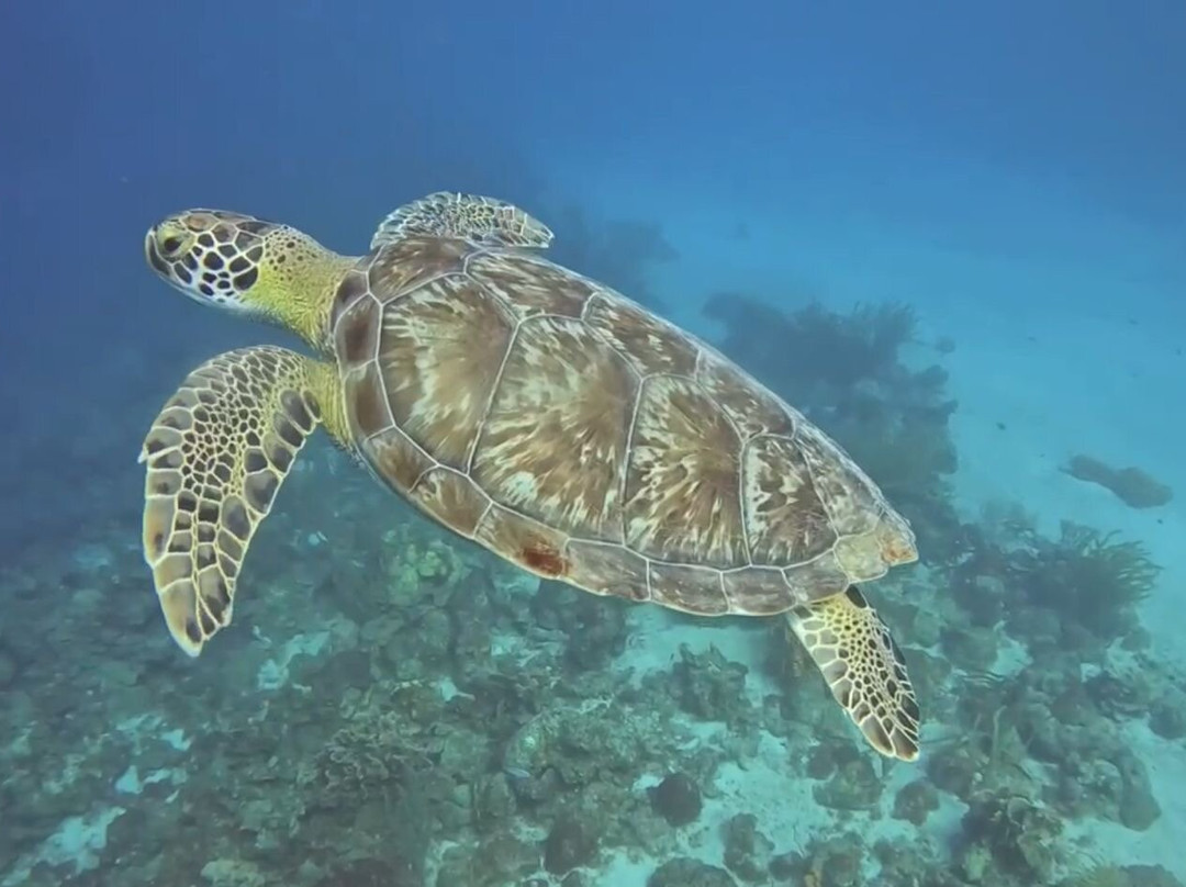 Red Snapper Diving-Dorp Sint Michiel必去景点
