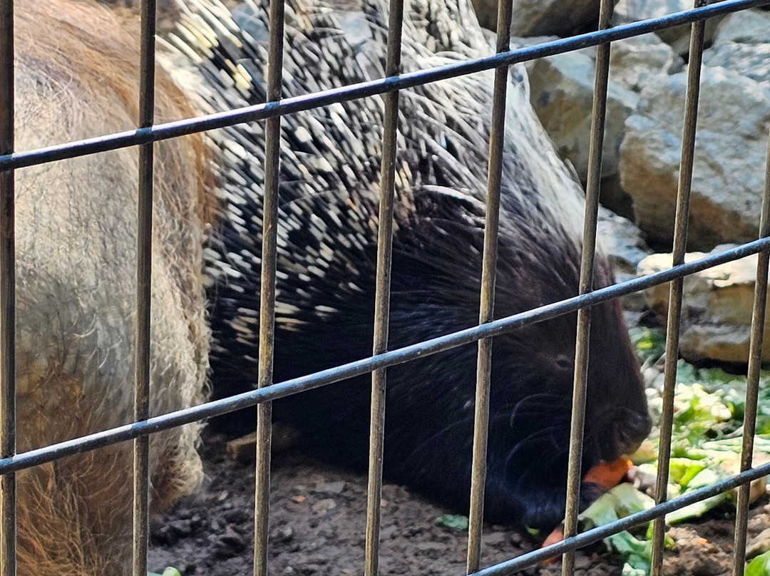 Creation Kingdom Zoo-Gate City必去景点