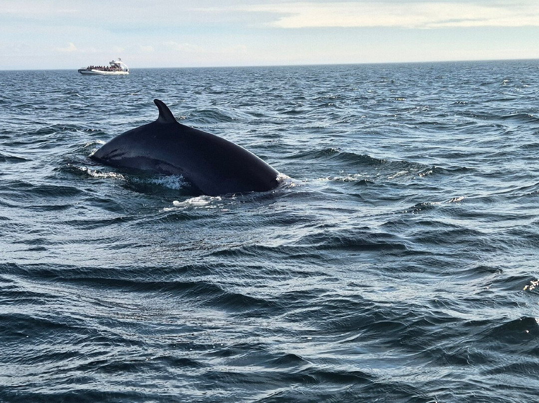 Croisières Essipit-Grandes-Bergeronnes必去景点