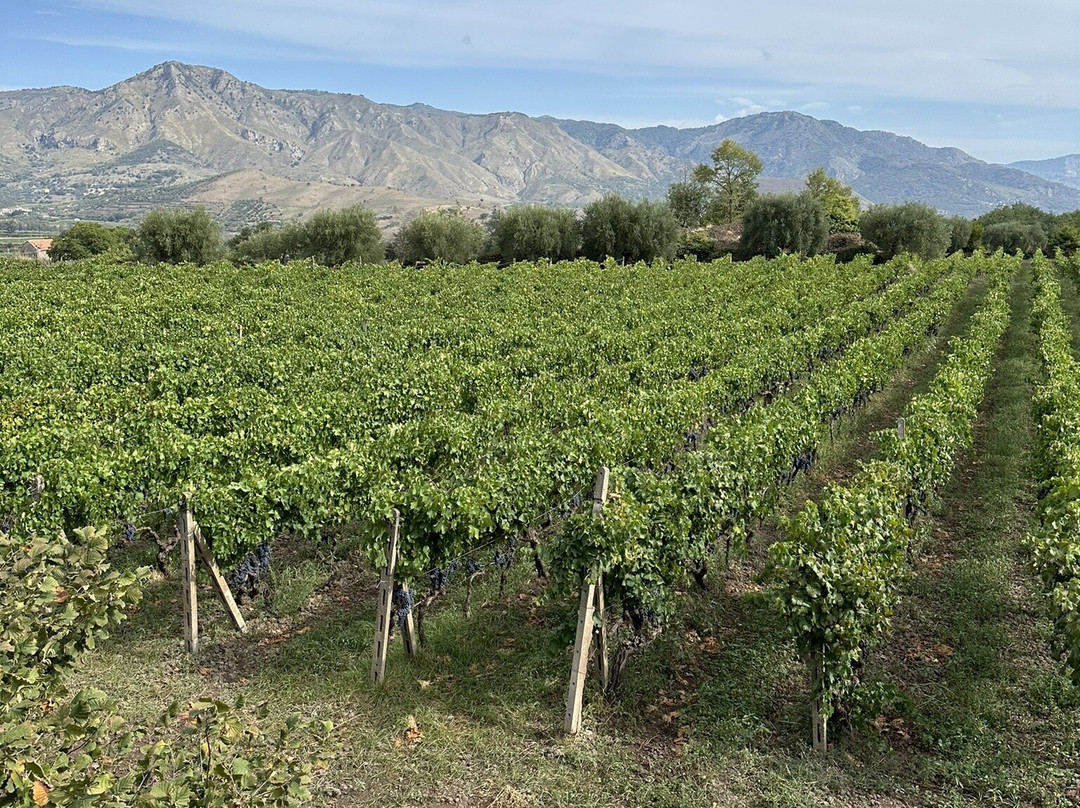Azienda Agricola Filippo Grasso景点图片