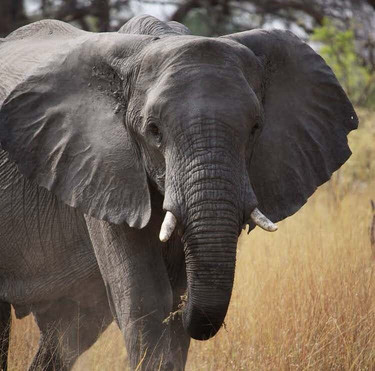 Ross Willows, Bespoke Travel-德班必去景点