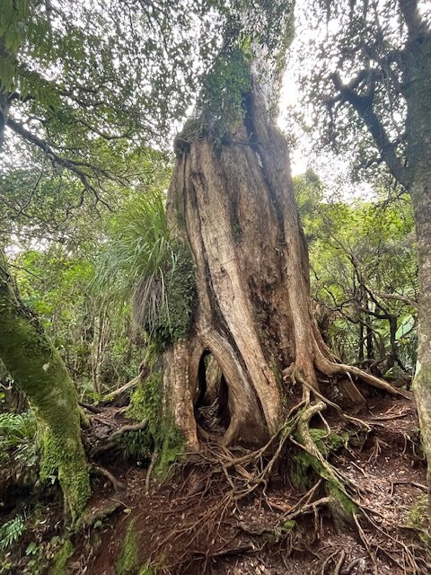 Silver Cloud Tours and Transfers-惠灵顿必去景点