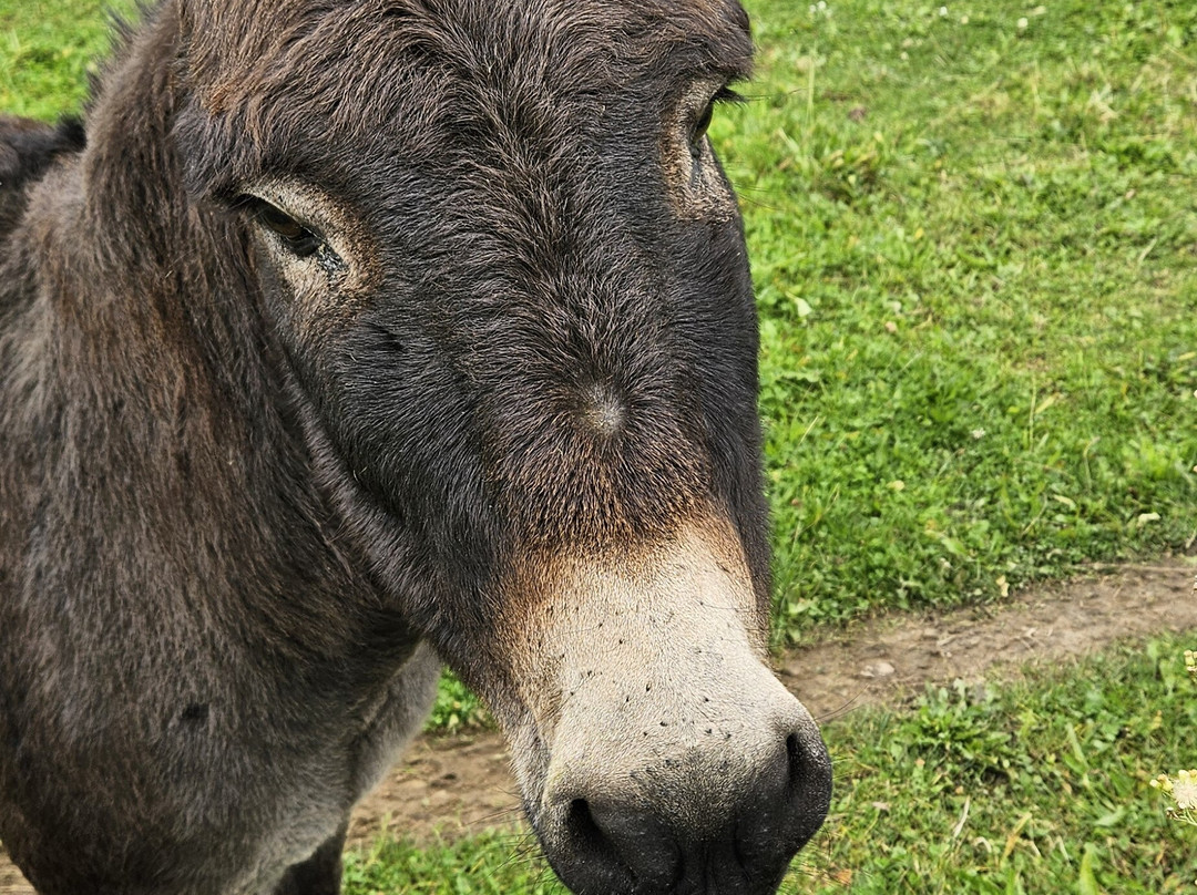Wijnsafari in Hageland (Bekkevoort)景点图片