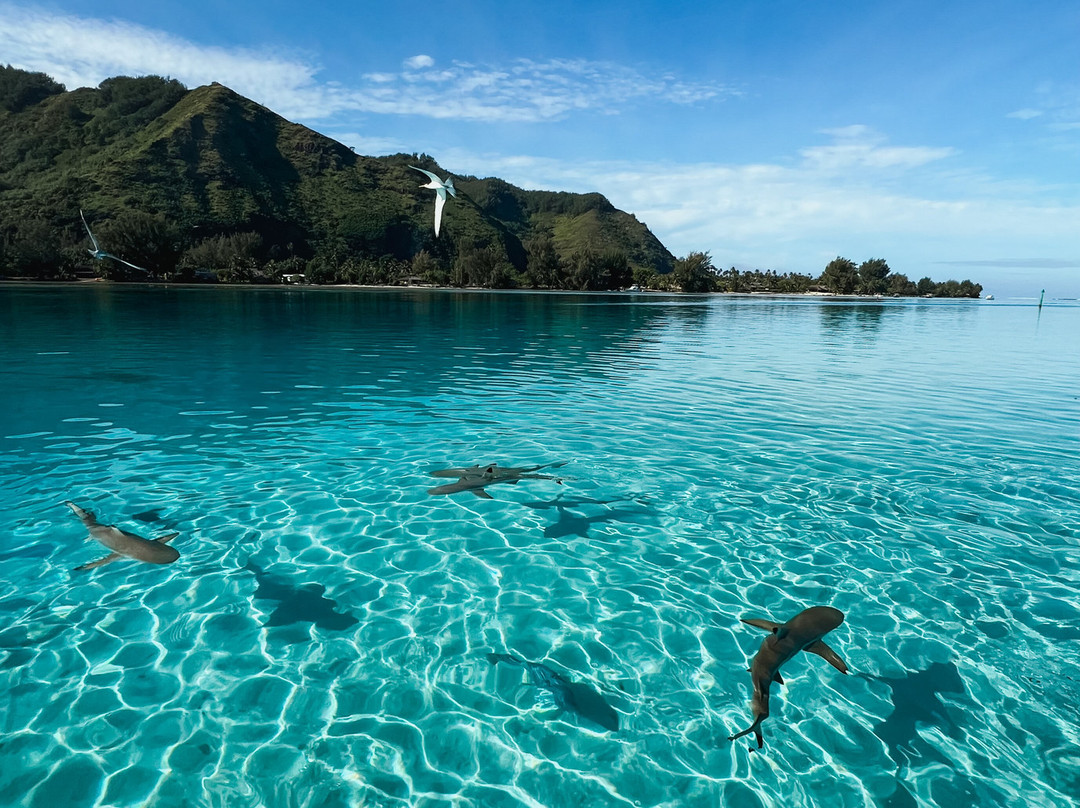 Mermaid Private Boat Tours-莫雷阿岛必去景点