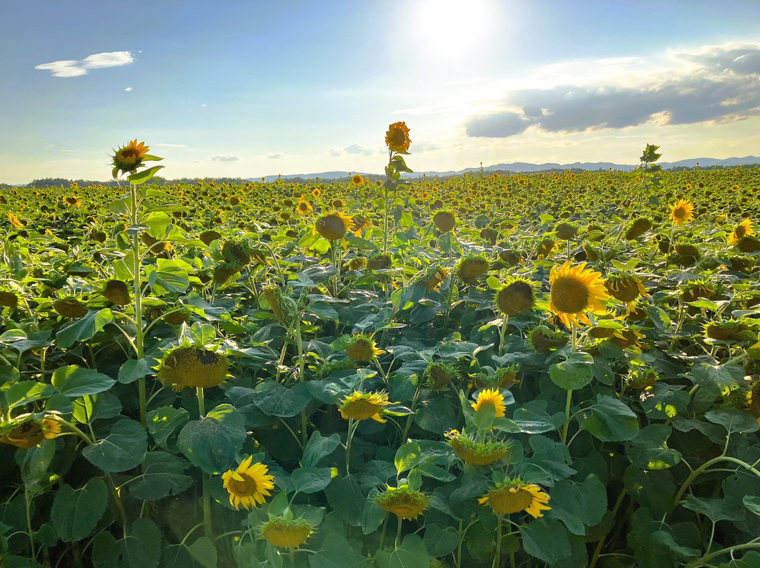 大空町 向日葵花田-大空町必去景点