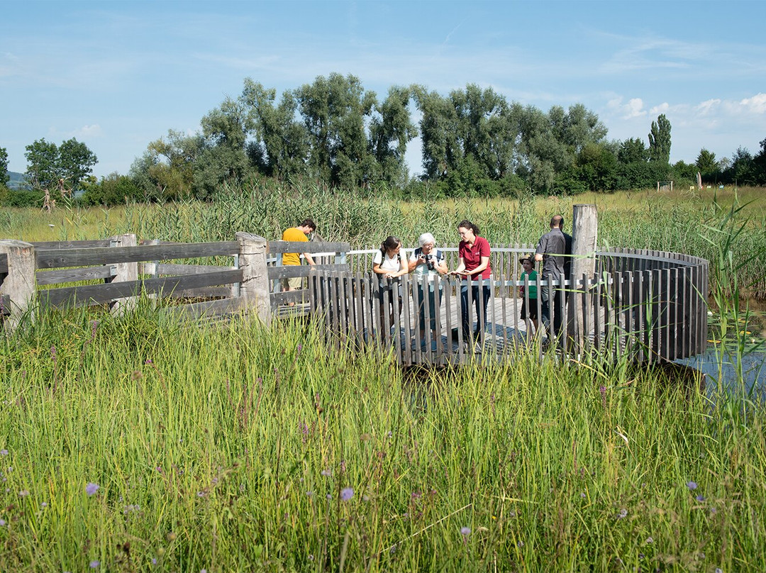 Naturstation Silberweide am Greifensee-Moenchaltdorf必去景点