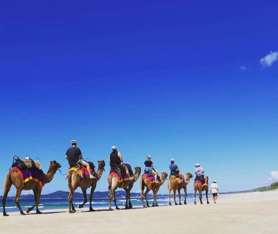 Camelot Camels & Noosa Camel Rides景点图片