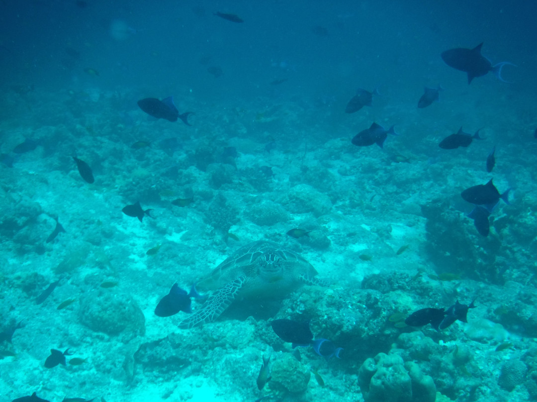 Drop Dive Maldives景点图片