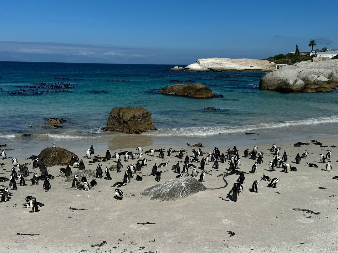 Cape Trio Tours-开普敦中心区必去景点