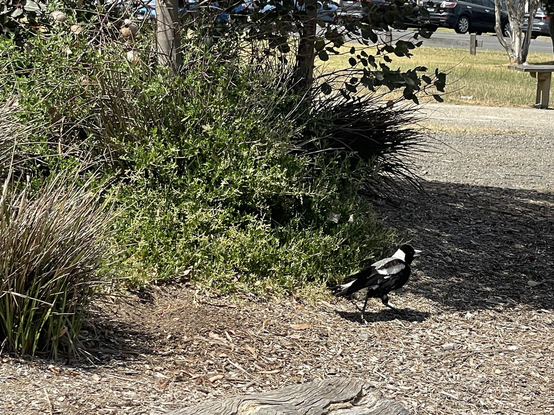 W.g.little Reserve-Portarlington必去景点