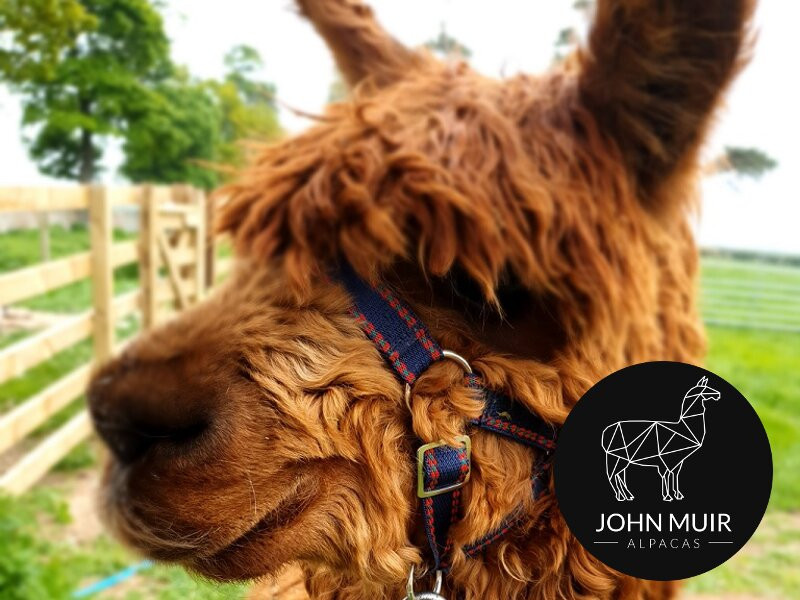 John Muir Alpacas景点图片