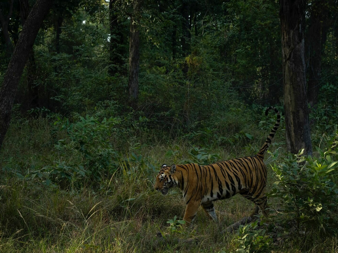 Nature Wanderers景点图片